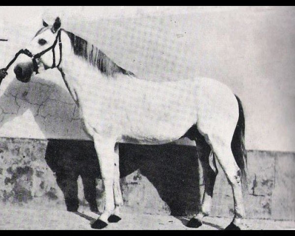 stallion Cartujano (Pura Raza Espanola (PRE), 1928, from Presidente)