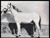 stallion Cartujano (Pura Raza Espanola (PRE), 1928, from Presidente)