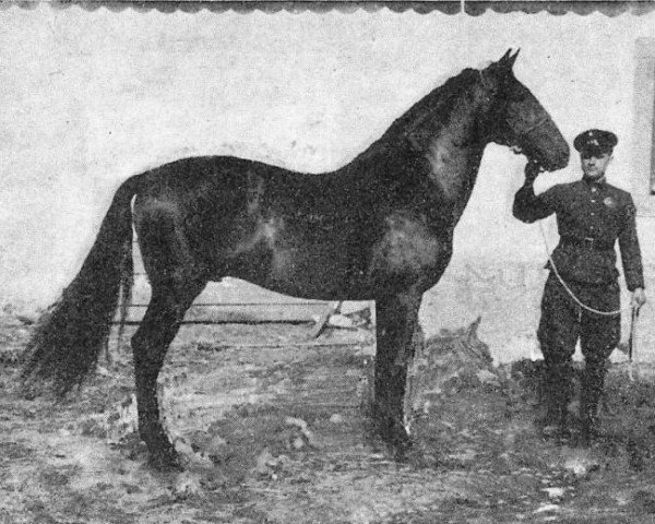 stallion Marialva II (Alter Real, 1930, from Marialva)