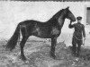 stallion Marialva II (Alter Real, 1930, from Marialva)