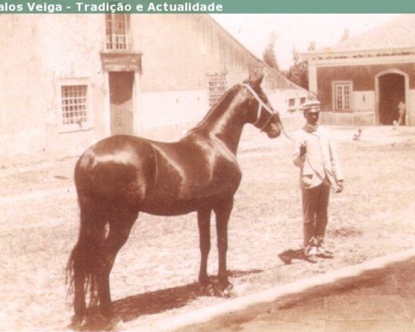 stallion Turco (Lusitano,  )