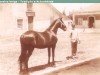 stallion Turco (Lusitano,  )