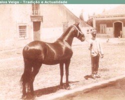 Deckhengst Turco (Lusitano,  )