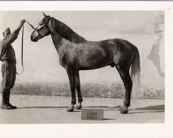 Deckhengst Lepido (Lusitano, 1946, von Xisso)