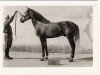 stallion Lepido (Lusitano, 1946, from Xisso)