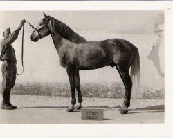 stallion Lepido (Lusitano, 1946, from Xisso)