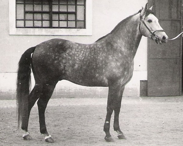 Deckhengst Eleito (Lusitano, 1963, von Rizo)