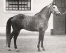 stallion Eleito (Lusitano, 1963, from Rizo)