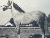 stallion Destinado (Andalusians/horse of pure Spanish race, 1930, from Alegre II)