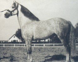 stallion Destinado (Andalusians/horse of pure Spanish race, 1930, from Alegre II)