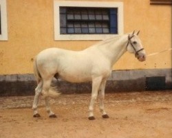 Deckhengst Gaipo (Lusitano, 1965, von Prodigio)