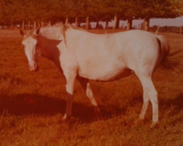 Zuchtstute Biografia (Lusitano, 1960, von Opalino)