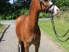 dressage horse Florus Fly (Pony without race description, 2016)