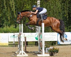 jumper Pandor's Twinkeling (Belgian Warmblood, 2015, from Wandor van de Mispelaere D'10)