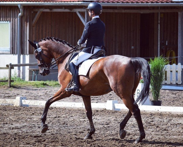 Dressurpferd Madal (Deutsches Sportpferd, 2013, von E.H. Millennium)