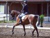 dressage horse Madal (German Sport Horse, 2013, from E.H. Millennium)