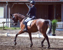 dressage horse Madal (German Sport Horse, 2013, from E.H. Millennium)