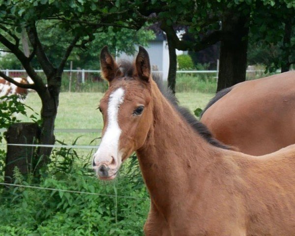 foal by HF v. Segantini (German Warmblood, 2024, from Segantini 6)