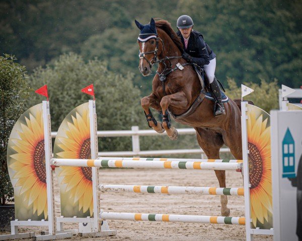 jumper Apache Black Point (German Sport Horse, 2017, from Aganix du Seigneur)