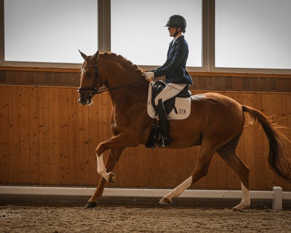 dressage horse Montenegro 31 (Swedish Warmblood, 2017, from Glock's Toto Jr.)