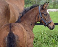 dressage horse Look'n Love (Westphalian, 2012, from Lexicon)