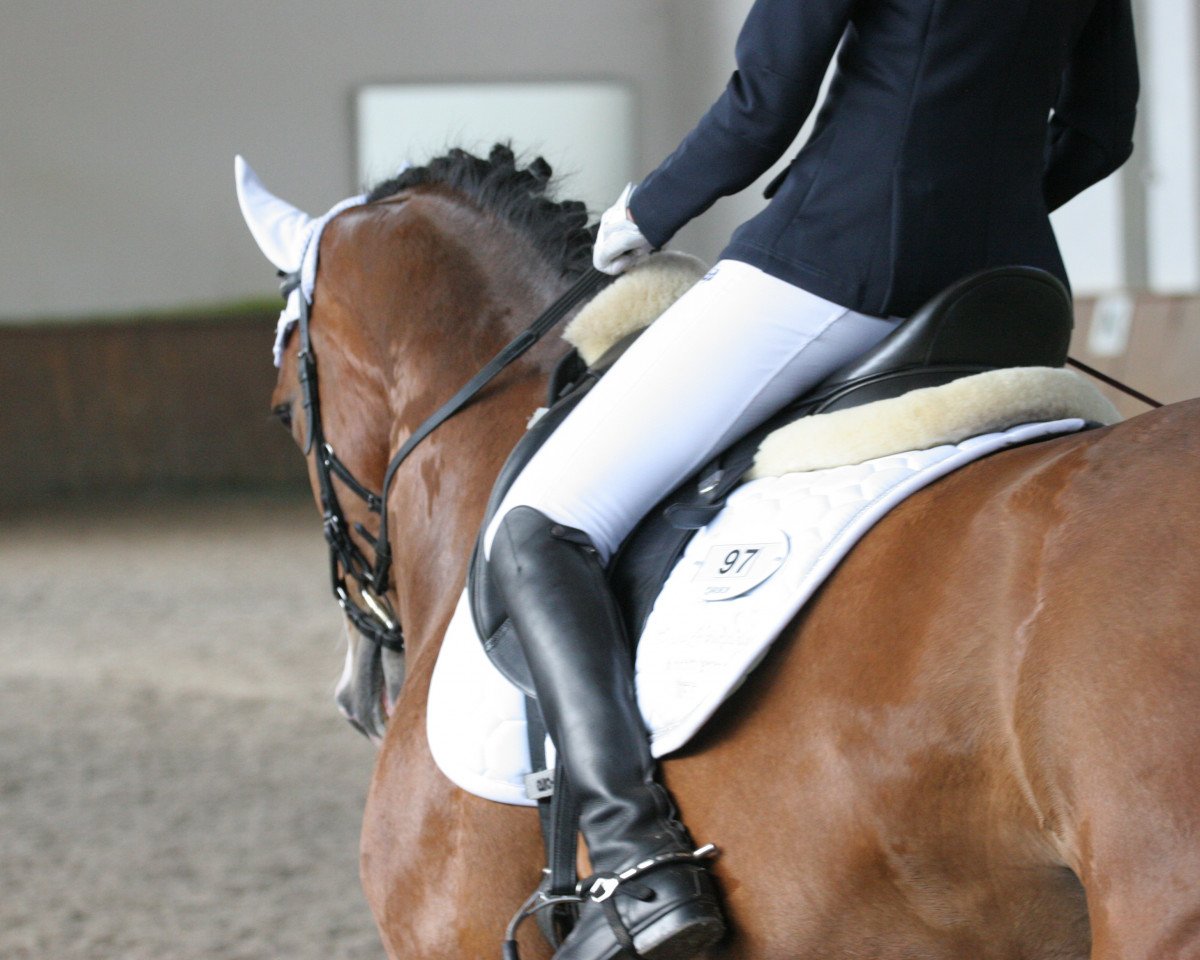 jumper Chigolo RS (Westphalian, 2009, from Cristallo I)