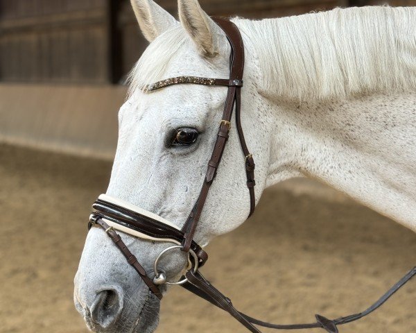 dressage horse Delfin Blue (unknown, 2005)