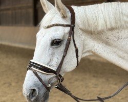 dressage horse Delfin Blue (unknown, 2005)