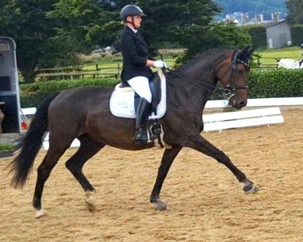 dressage horse Corsika M (Oldenburg, 2009, from Clay)