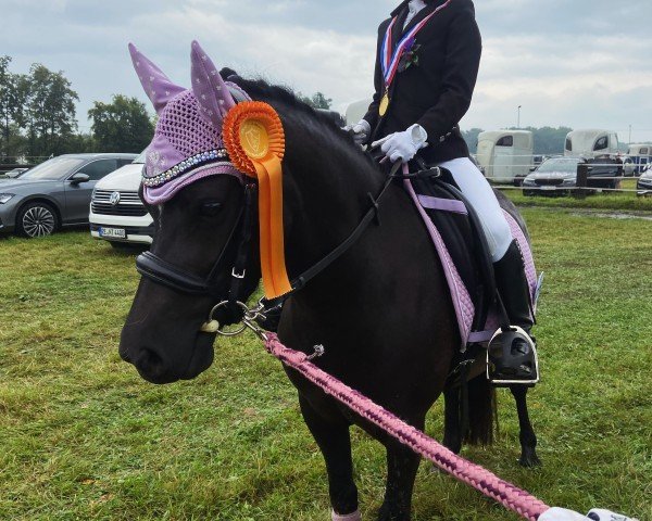 broodmare Polly (Welsh mountain pony (SEK.A), 2019)