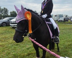 Zuchtstute Polly (Welsh Mountain Pony (Sek.A), 2019)