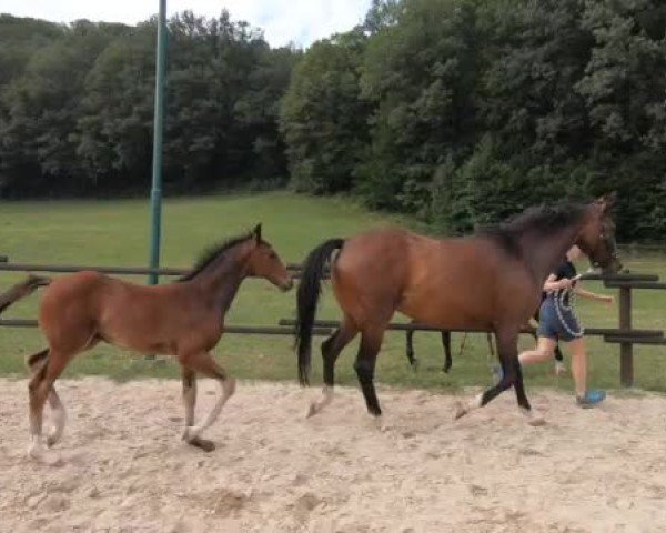 Video von Firecracker