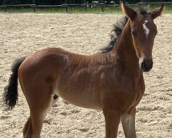 foal by Firecracker (Austrian Warmblood, 2024, from Federer)