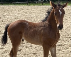 foal Firecracker (Österreichisches Warmblut, 2024, from Federer)