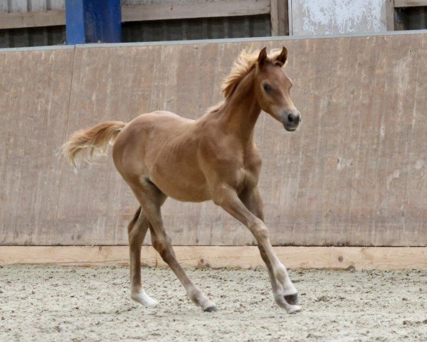 foal by Camar Shaklan (Arabian thoroughbred, 2024, from Arian Shah ox)