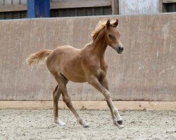 horse Camar Shaklan (Arabian thoroughbred, 2024, from Arian Shah ox)