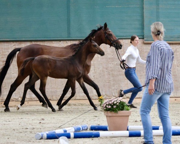 foal by Camar Faraday (German noble blood horse, 2024, from Camar Varys AA)