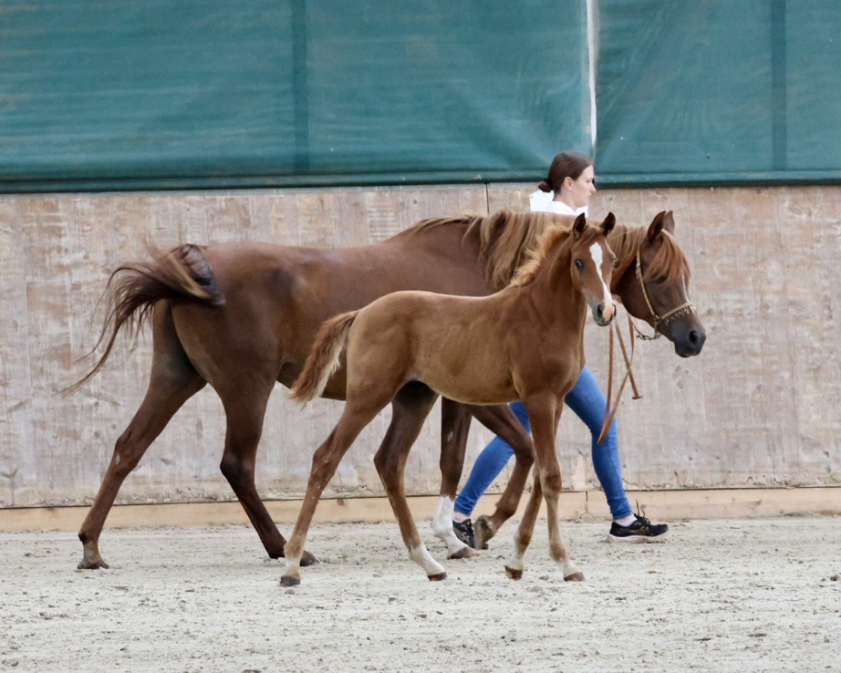 horse Camar Qasanova (Arabian purebred, 2024, from ascot dd)
