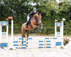 jumper Udina B (Oldenburg show jumper, 2020)