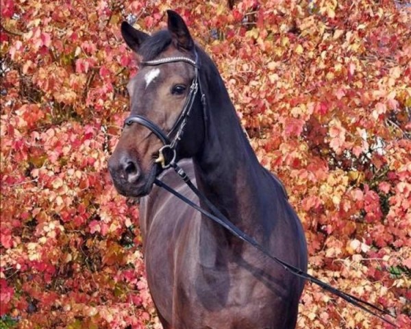 jumper Habouche (Swedish Warmblood, 2012, from Warrant)