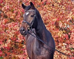 jumper Habouche (KWPN (Royal Dutch Sporthorse), 2012, from Warrant)