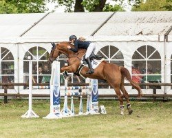 jumper Louis d' Or Z (Hanoverian, 2007, from Langer Jan)