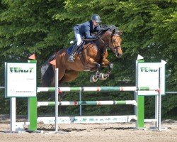 jumper It's Inge Sr (Oldenburg show jumper, 2017, from I'm Special de Muze)