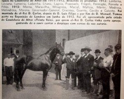 stallion Machaquito (Alter Real,  , from Marabo)