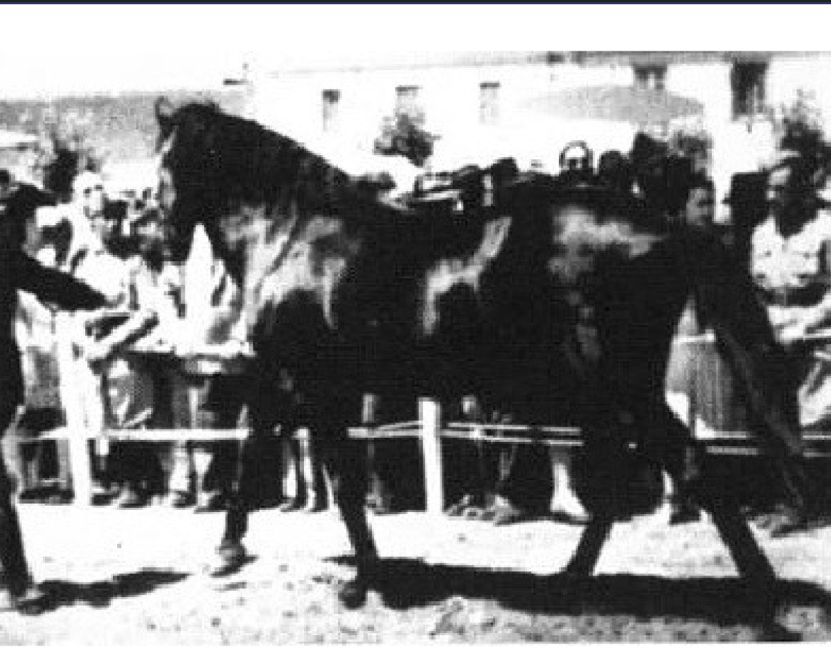 stallion Regedor (Alter Real, 1923, from Gaivoto)