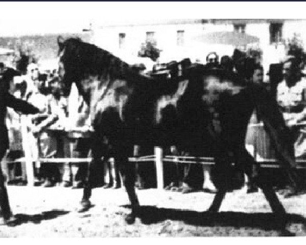 stallion Regedor (Alter Real, 1923, from Gaivoto)