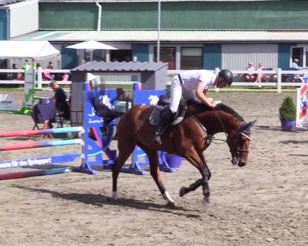 Reitturnier Mildstedt - Jumping Team Nord 2024