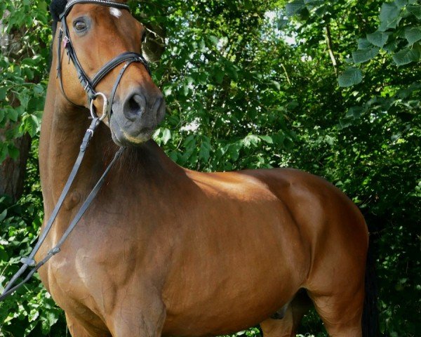 Pferd Caribbean-Dancer (Holsteiner, 2004, von Colman)