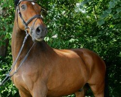 Pferd Caribbean-Dancer (Holsteiner, 2004, von Colman)