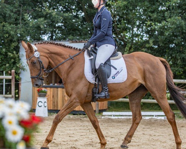 dressage horse Luna xx (Irish Sport Horse, 2015, from Dansant xx)